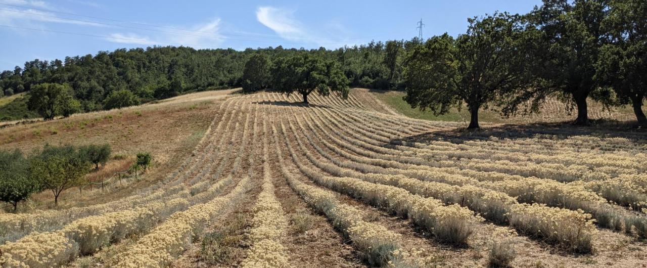 Il Poggio Di Teo Villa Manciano Dış mekan fotoğraf